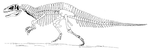 drawing of Capitalsaurus
